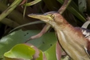 Australian Little Bittern (Ixobrychus minutus)
